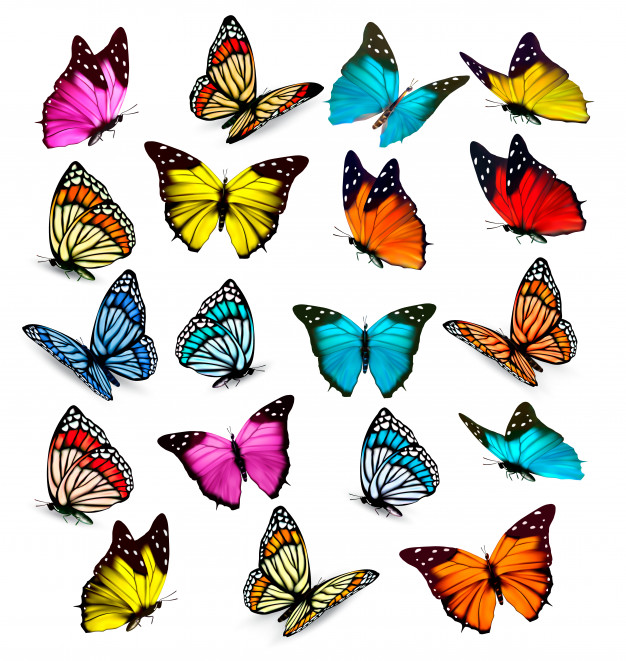 مجموعه پروانه های رنگی وکتور