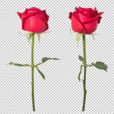 گل رز قرمز لایه باز